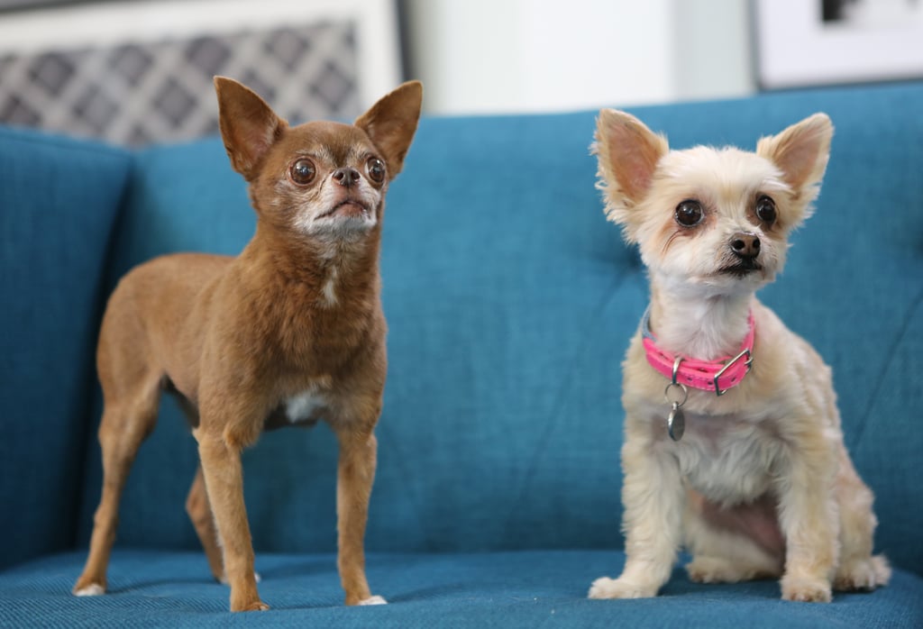 Chloe Kardoggian and Ella Bean | Instagram Dogs