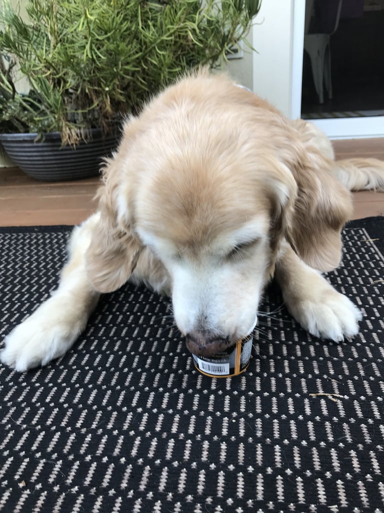 Golden Retriever Eating Ice Cream For Birthday