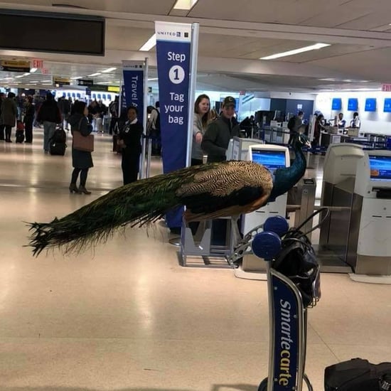 United Denies Boarding to Newark Emotional Support Peacock