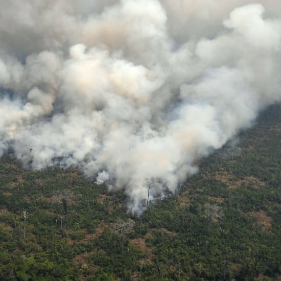 Where to Donate to Amazon Rainforest Fire Relief