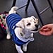 Deaf Rescue Puppy Learning Sign Language