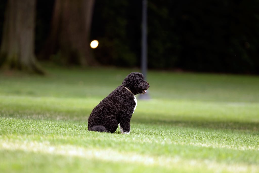 Pictures of Bo and Sunny Obama