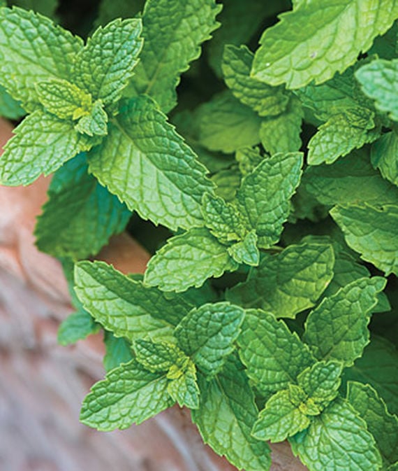Mint Plant MosquitoRepelling Plants POPSUGAR Home Photo 4