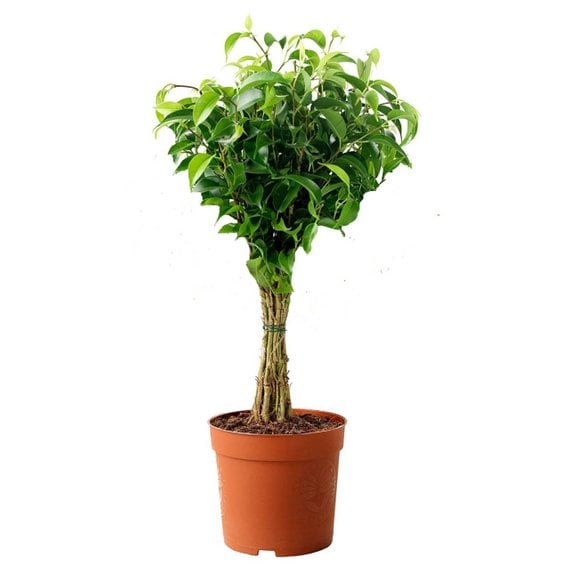 Weeping Fig