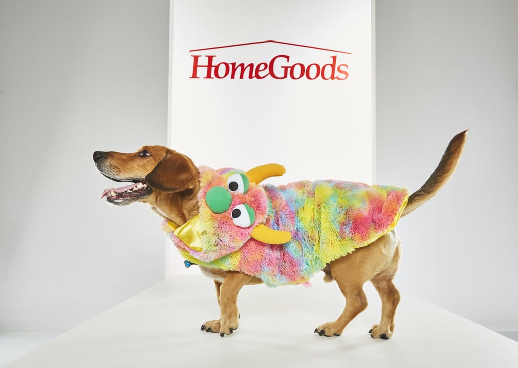 Pet Halloween Costumes From HomeGoods