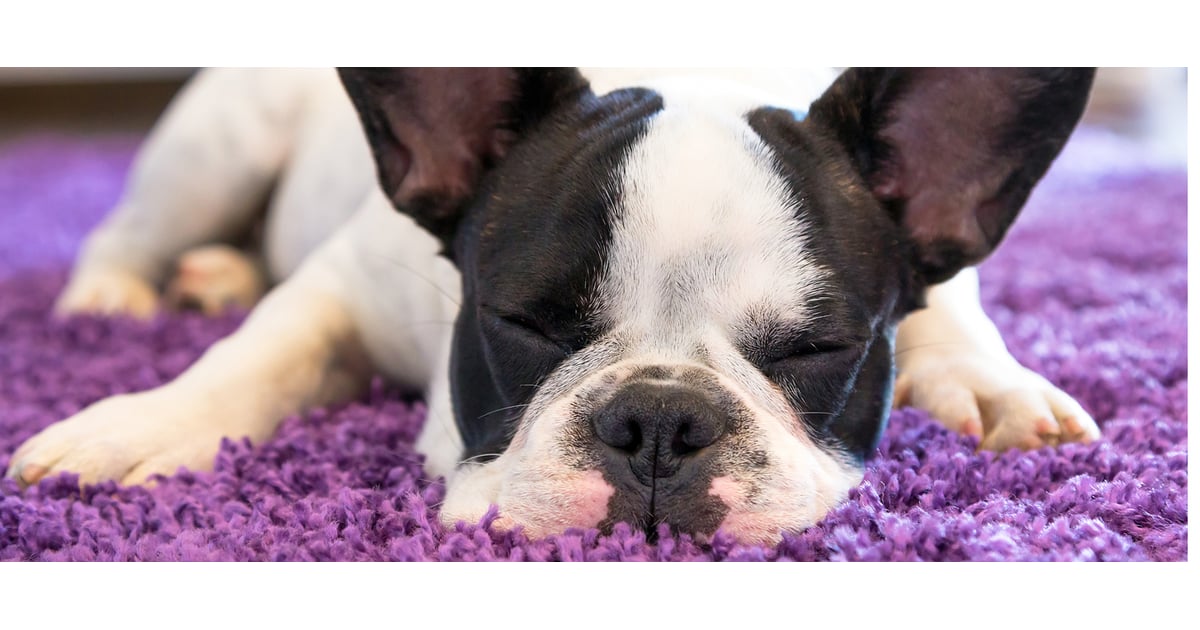 Best Vacuums For Pet Hair on Carpet and Hardwood POPSUGAR Pets