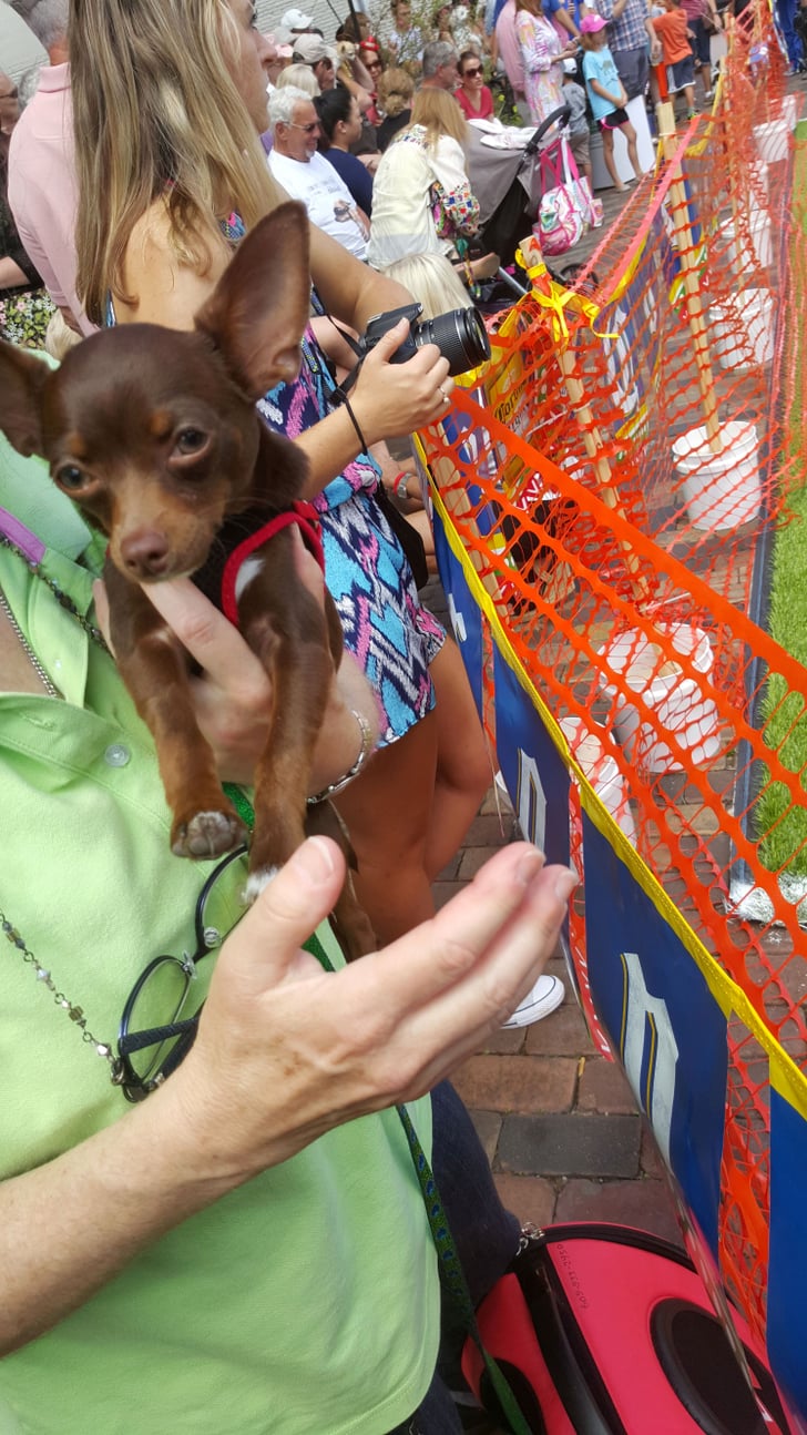 Running of the Chihuahuas in Winter Park, FL POPSUGAR Pets Photo 36