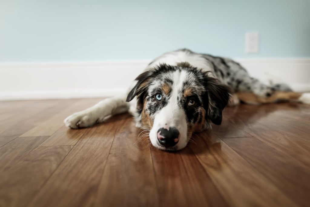 Cute Pictures of Australian Shepherds