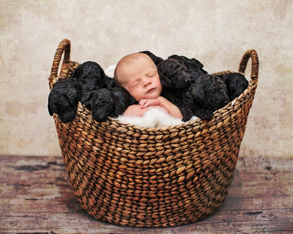 Newborn Baby and Puppies Photo Shoot