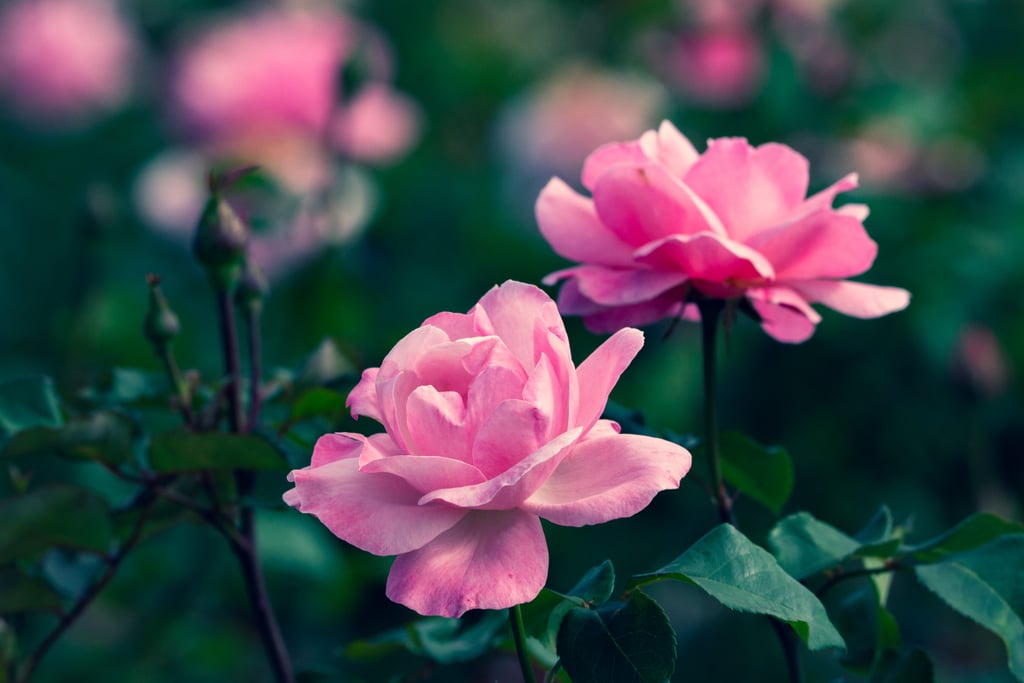 情人节放大背景:粉红色的玫瑰
