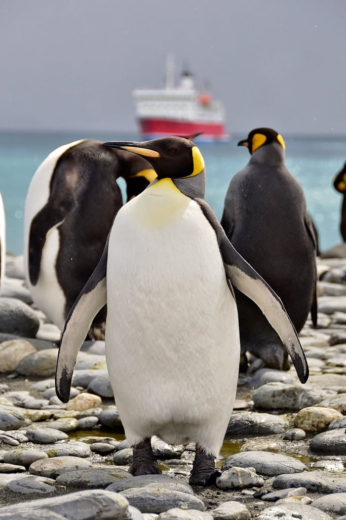 Antarctica King Penguins