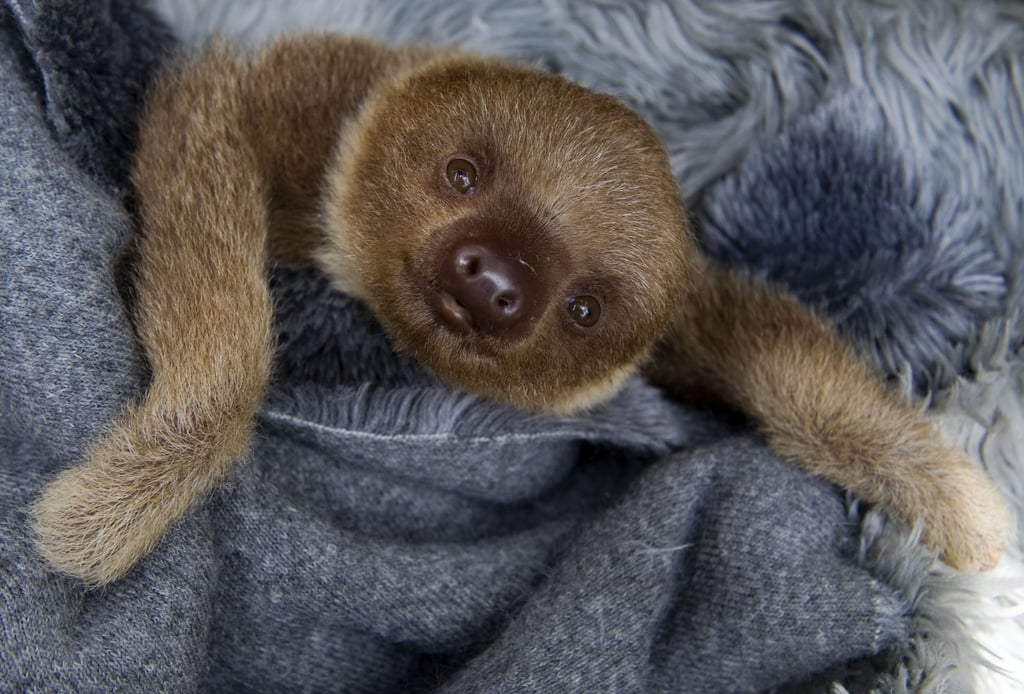 The Smile of a Sloth The Smile of a Sloth