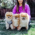 40+ Precious Pomeranians You'll Want to Carry Around in Your Pocket