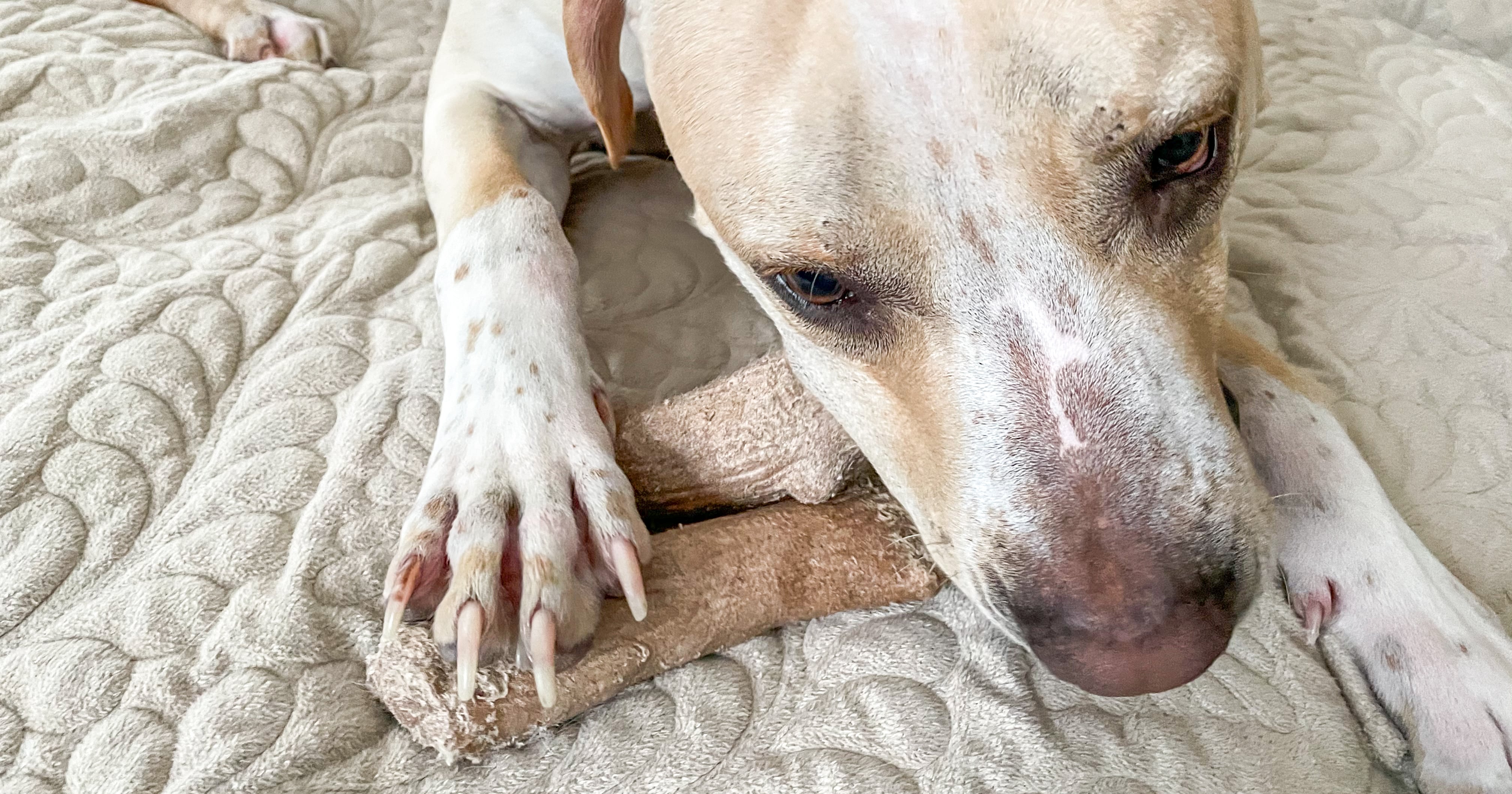 Petstages dogwood sales stick review