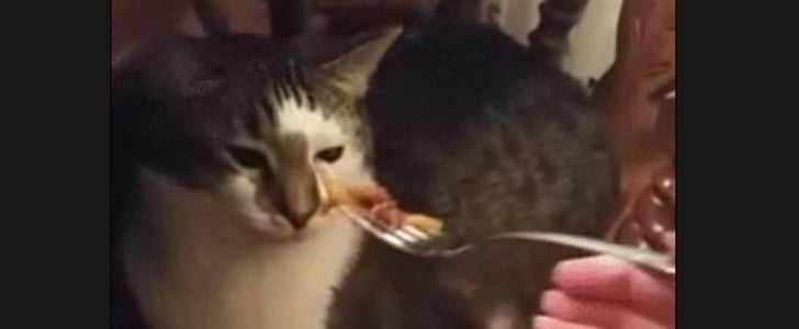 Cat Hates Human Food