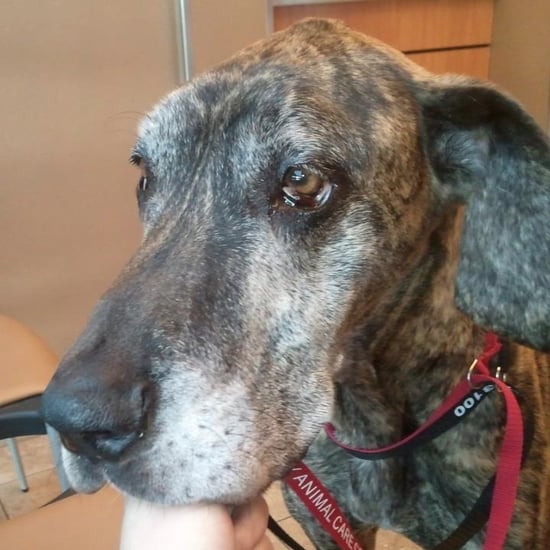 Pet Insurance Saved Dog's Life