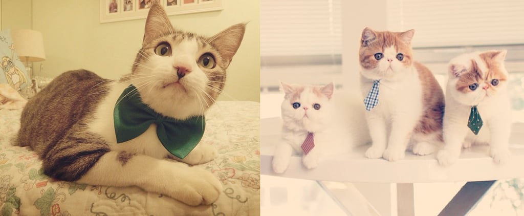 Career Lessons From Cats