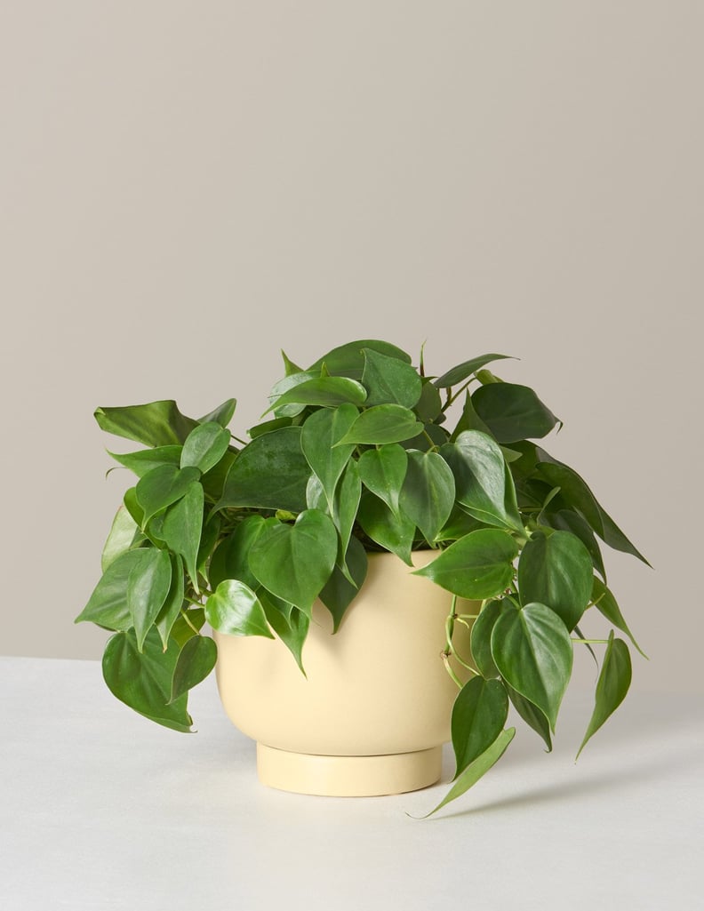 The Sill Met Precolumbian Planter & Philodendron