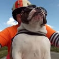 You Can't Help but Smile When You See This Waving English Bulldog