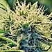 Women Leaders in the Cannabis Industry