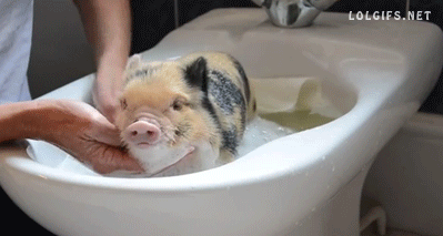 Pig GIFs