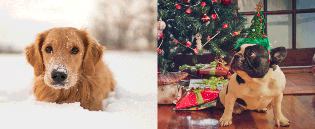 Cute Photos of Dogs in the Winter