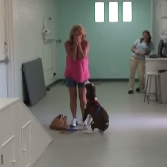 Paralyzed Dog Walks Again After Surgery