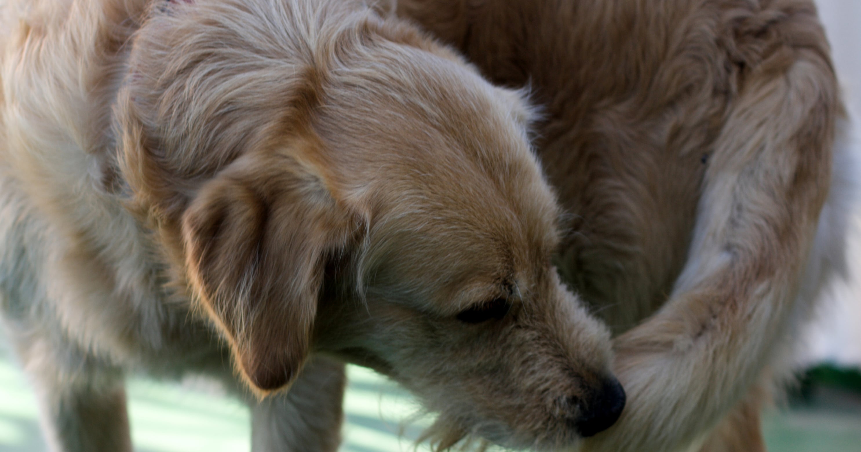 Why Do Cats and Dogs Chase Their Tails? | PS Pets