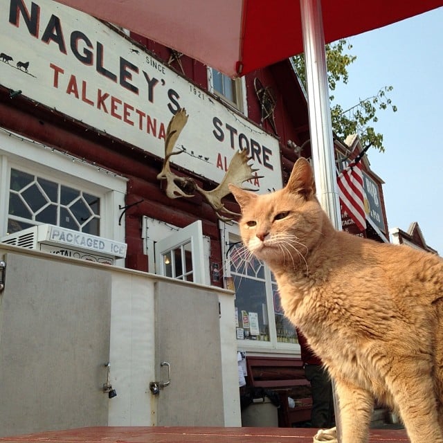 The Mayor of an Alaskan Town Is a Cat