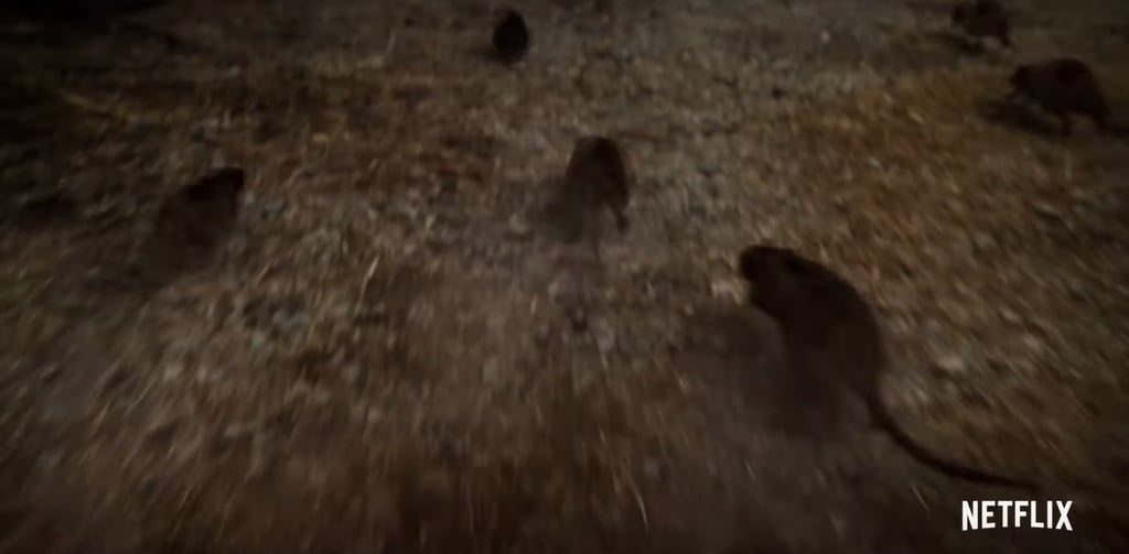 Those damn rats! We still don't know their significance (well, officially), but they're grossing us out all the same.