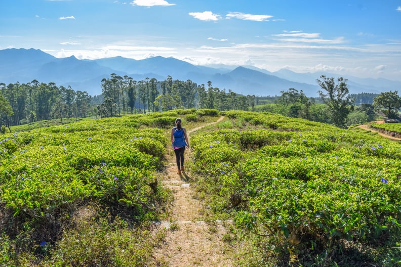 Tea Plantation Hiking