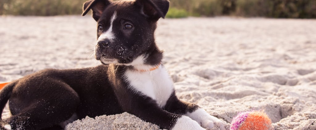 Travel Tips For Dogs
