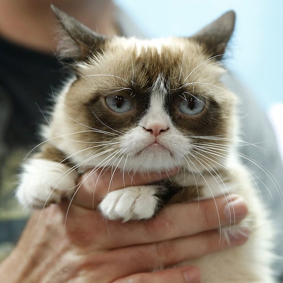 Aubrey Plaza Will Voice Grumpy Cat in Lifetime Movie