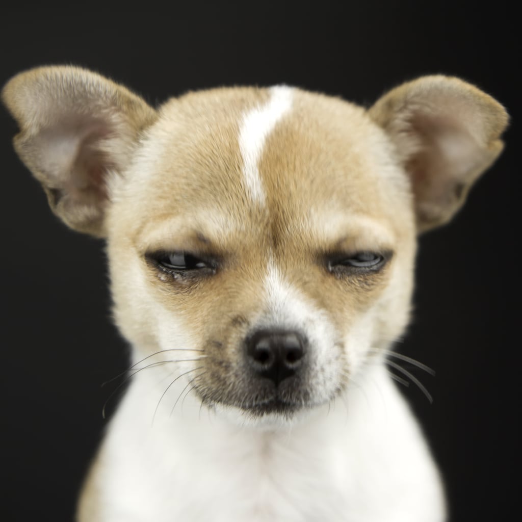 Pictures Of Dogs Making Funny Faces Popsugar Pets