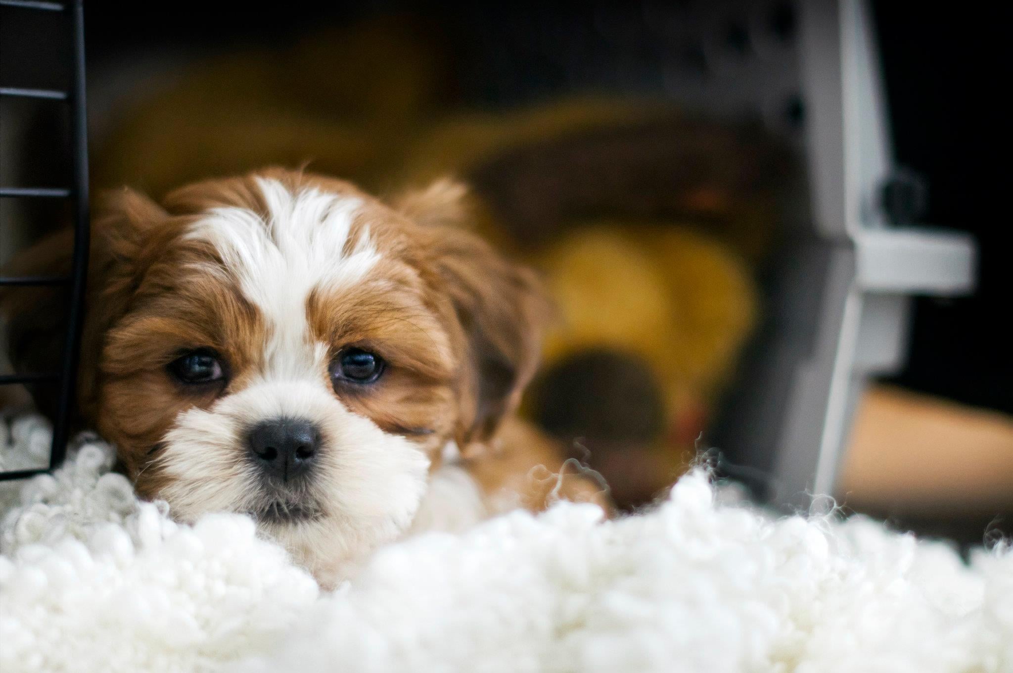 Dog pulls blanket into crate discount