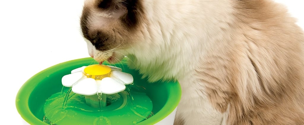 Best Cat Products on Amazon