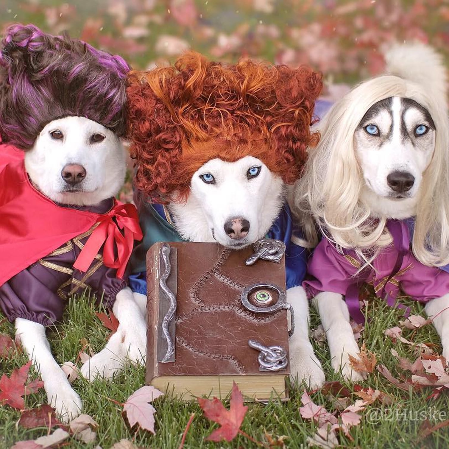 Labrador and Husky Dogs in Hocus Pocus Halloween Costume