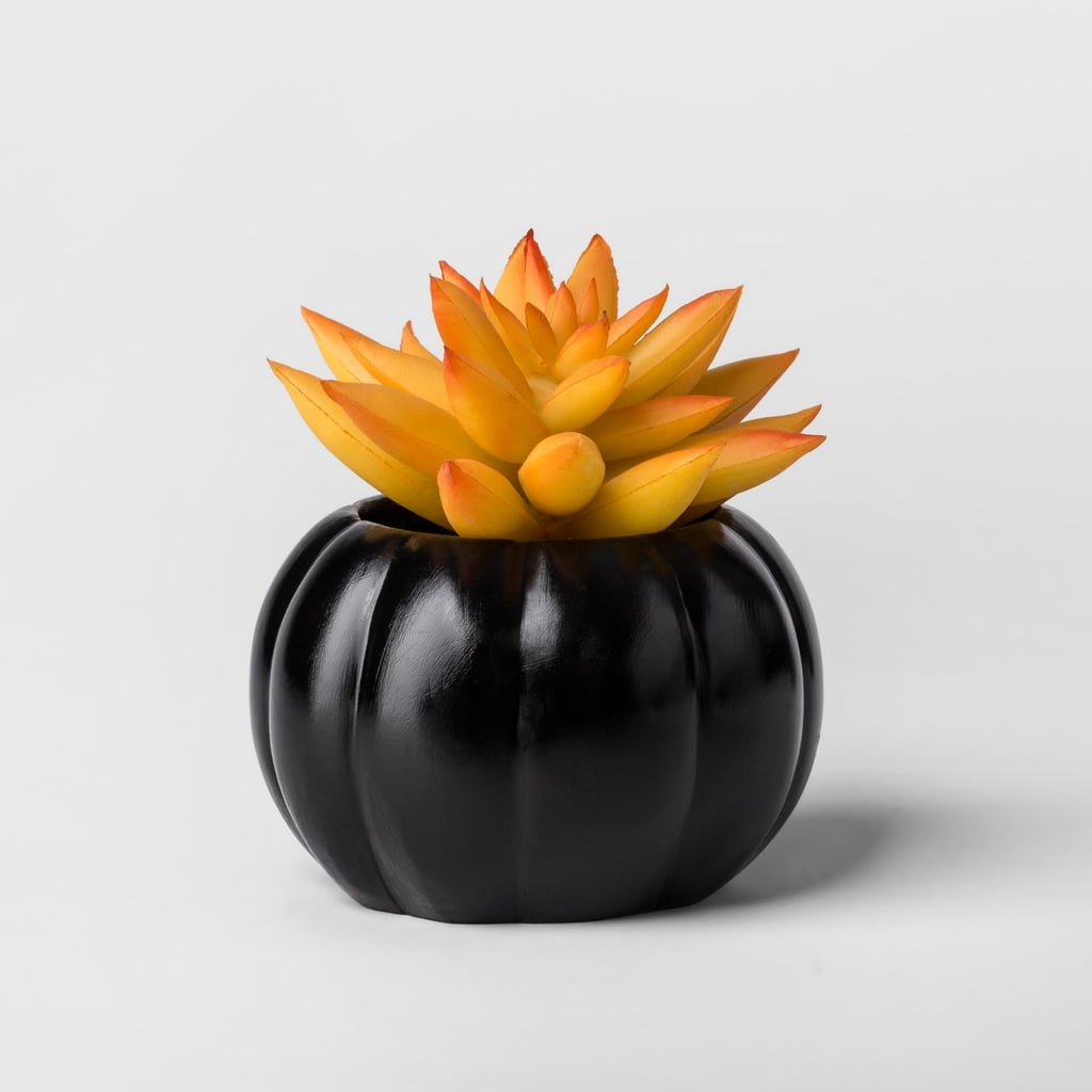 Hallow's Eve Black Pumpkin Succulent