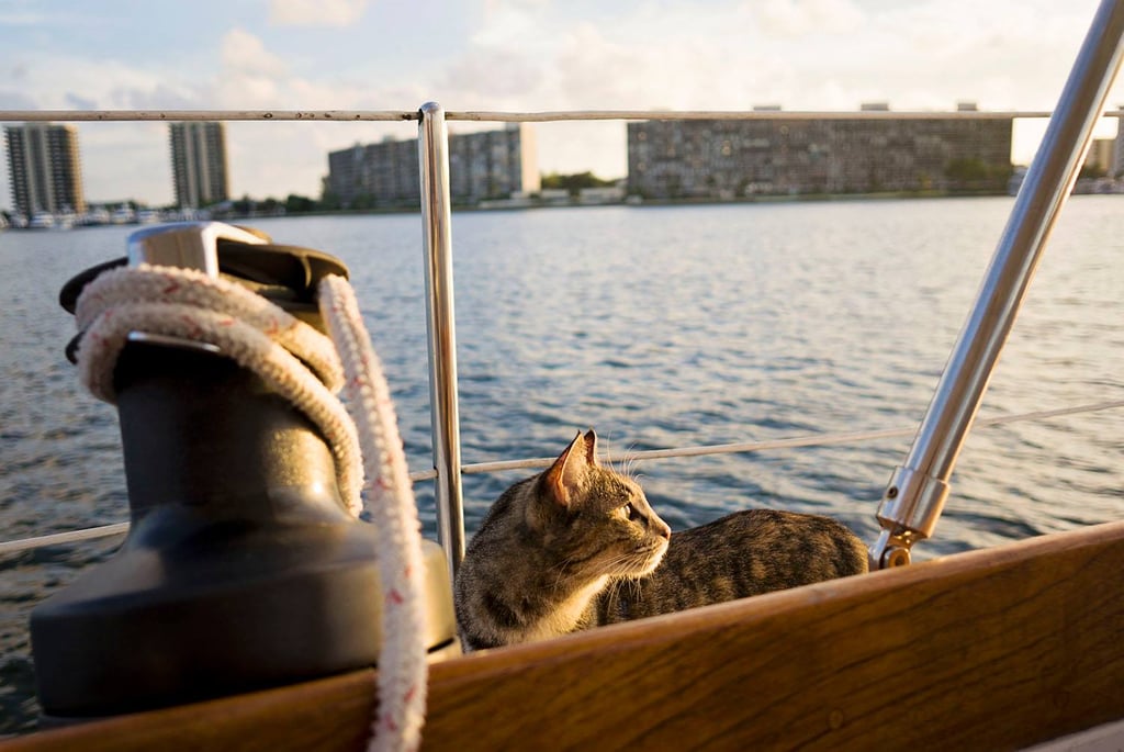 Couple Quits Jobs to Sail the World With Their Cat