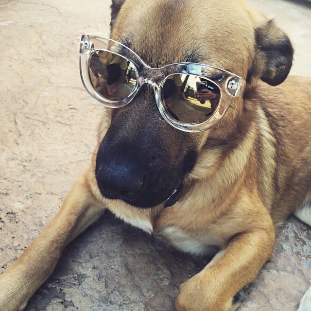 Pretty Little Liars Pets