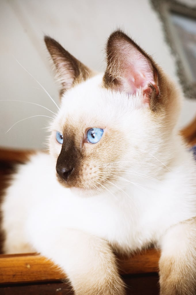 Known for having vivid blue eyes and a creamy coat, Siamese cats have darker marks around the body, which are known as points. Seal point Siamese cats have very dark brown marks, chocolate points have lighter markings, blue points have grayish marks, and lilac points have almost frosty white points. But Siamese cats can also have red- to caramel-colored markings.
Source: Flickr user baking_in_pearls