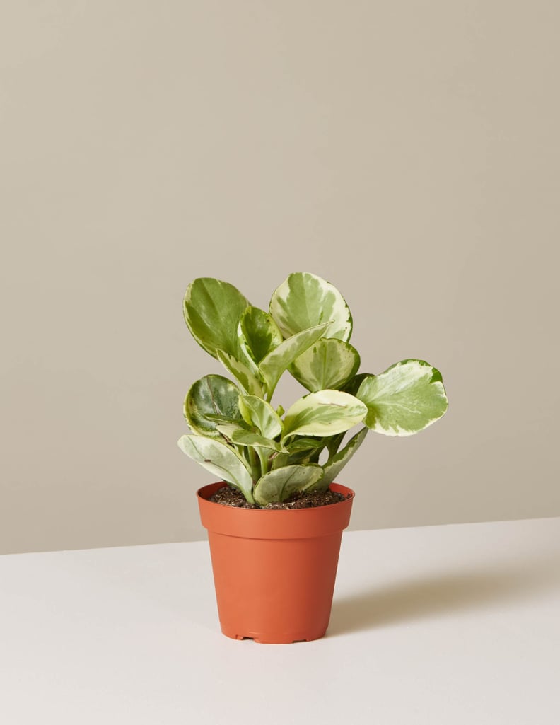 Peperomia Marble