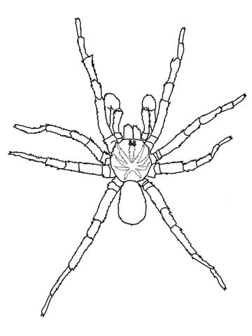 Spider Printable Spider Printable