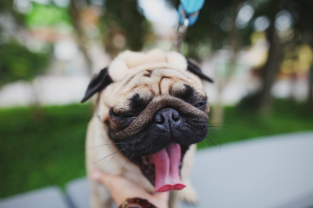 Cute Pictures of Pugs