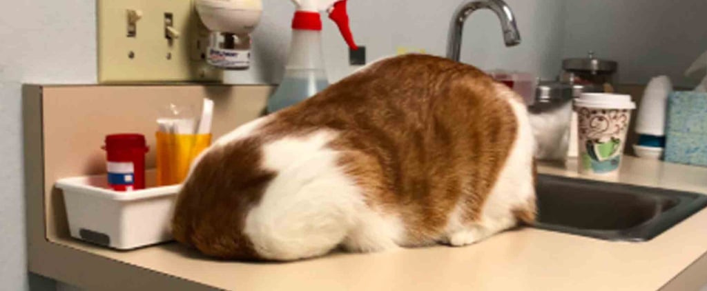 Cat Hides From the Vet in the Trash Hole