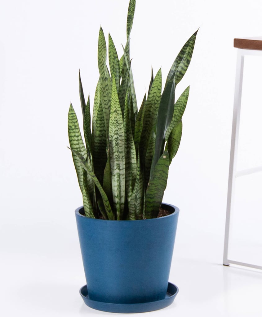 3-Foot Potted Snake Plant