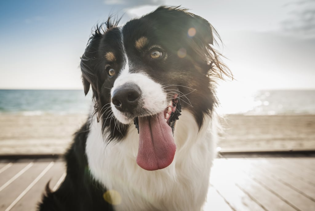Cute Pictures of Border Collies