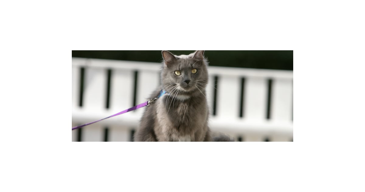 Cats on Leashes POPSUGAR Pets