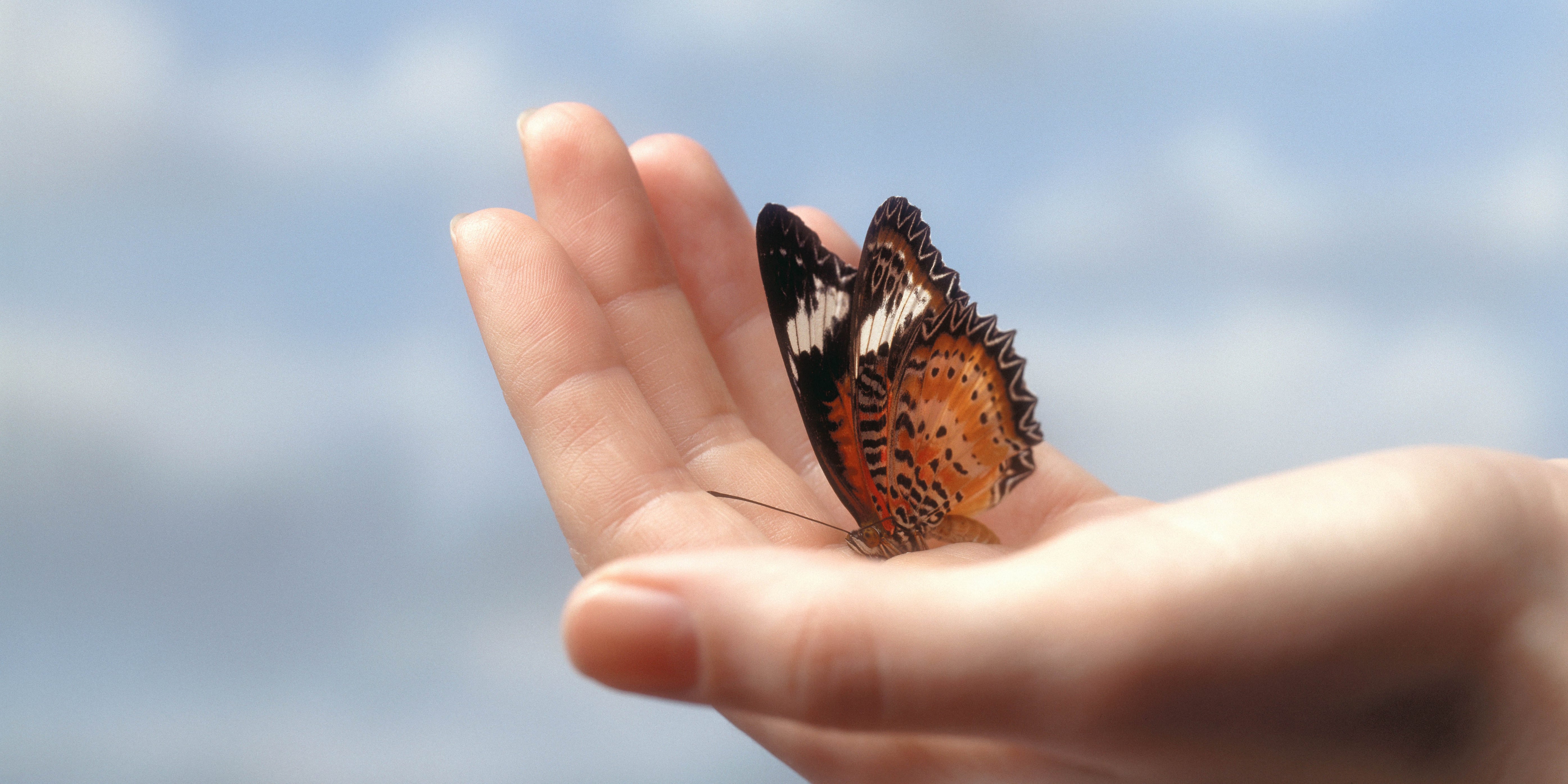 Why Is Everyone Talking About the "Butterfly Effect" on TikTok?