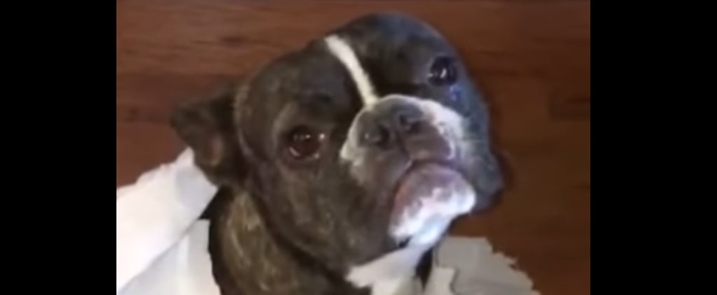 Dog Tattles on Friend | Video